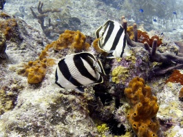 IMG 3364 Banded Butterflyfish